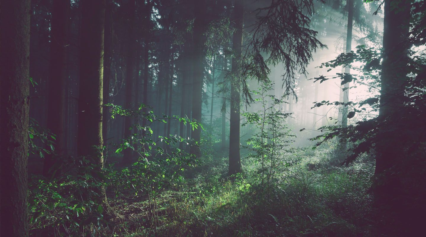 Raziskovalno-razvojni projekt Di-Gozd